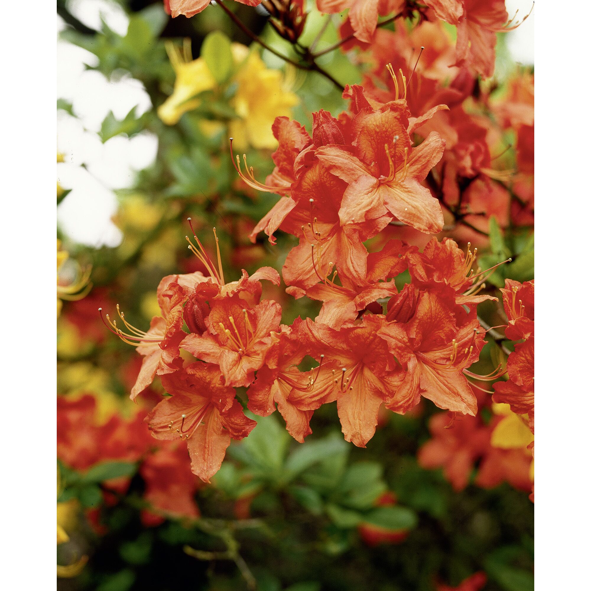 Nahaufnahme von orangen Azaleenblüten.