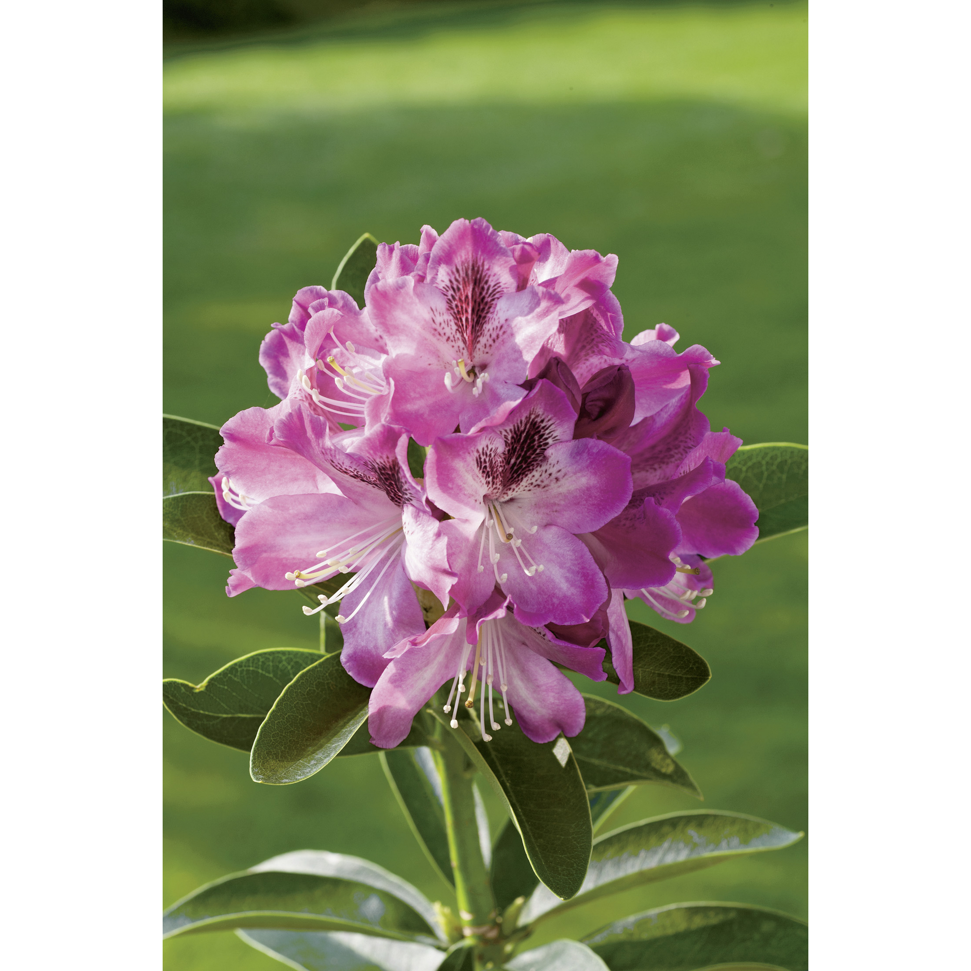 Yakushima-Rhododendron 'Dear Barbara', 21 cm Topf + product picture