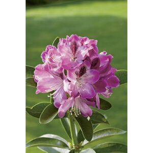Yakushima-Rhododendron 'Dear Barbara', 21 cm Topf