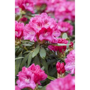 Yakushima-Rhododendron 'Sneezy', 21 cm Topf