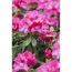 Verkleinertes Bild von Yakushima-Rhododendron 'Sneezy', 21 cm Topf