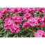 Verkleinertes Bild von Yakushima-Rhododendron 'Sneezy', 21 cm Topf