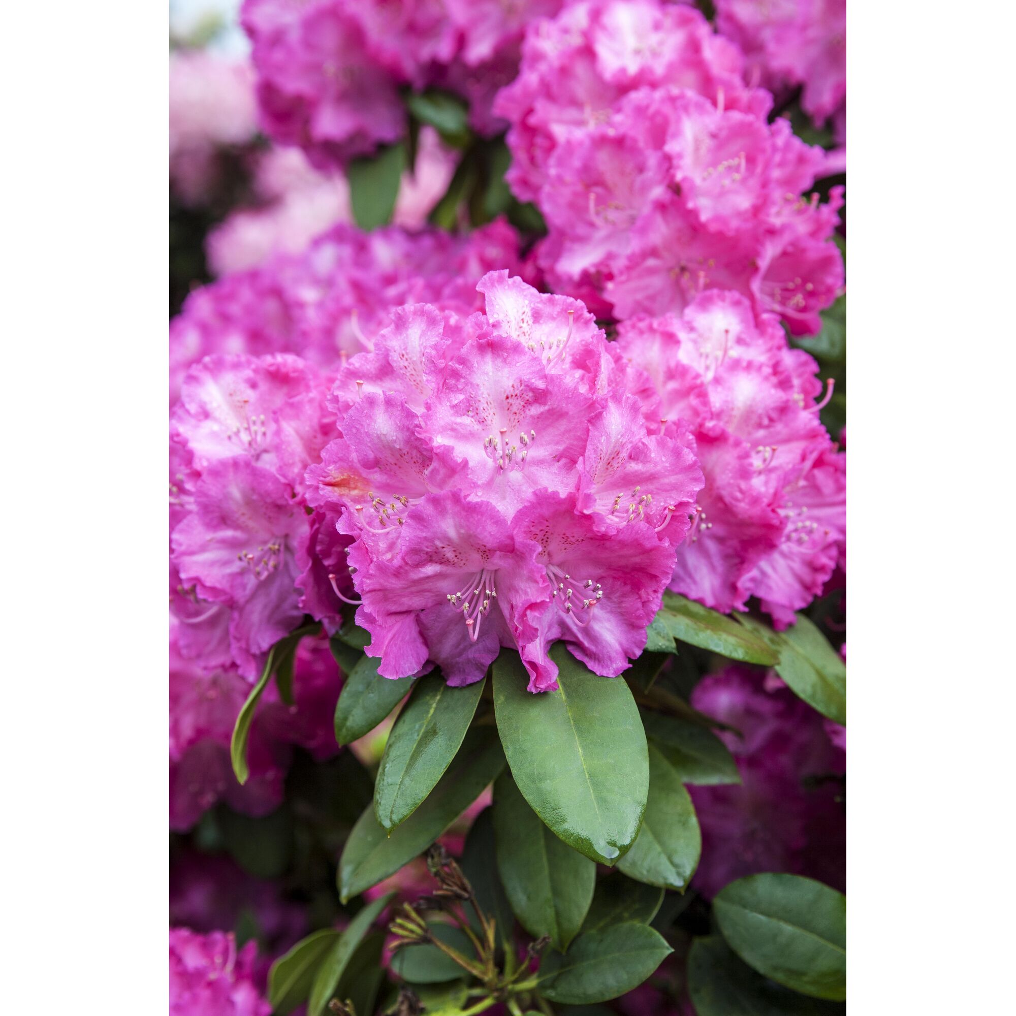 Nahaufnahme von rosa Rhododendronblüten