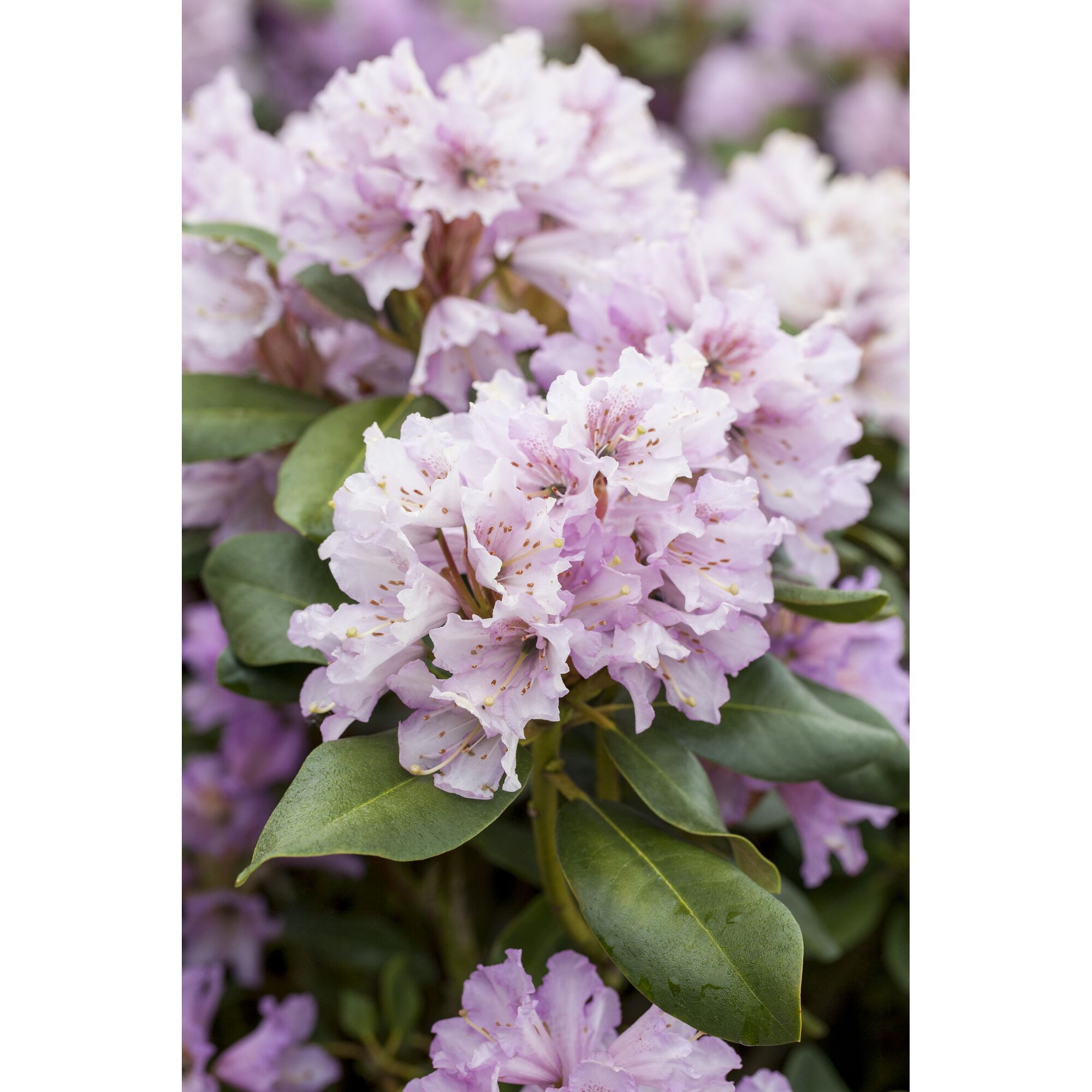 Rosa Rhododendronblüten mit grünen Blättern