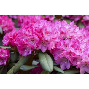 Yakushima-Rhododendron 'Anuschka', 26 cm Topf