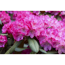 Verkleinertes Bild von Yakushima-Rhododendron 'Anuschka', 26 cm Topf