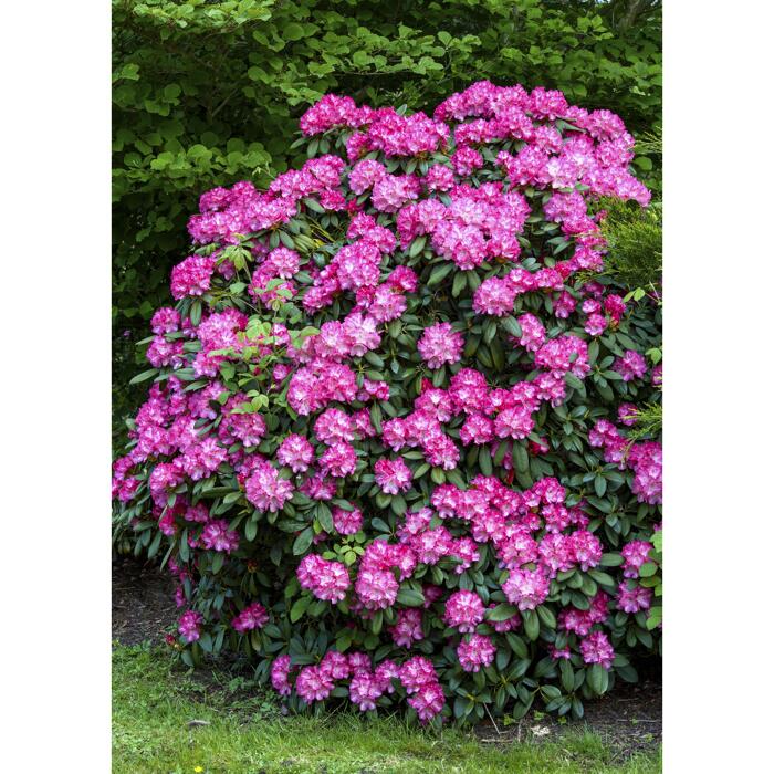 41+ Toom Baumarkt Preis Rhododendron Pflanze, Bei uns findest du