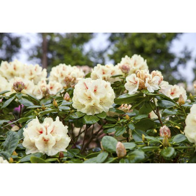 Bild von Yakushima-Rhododendron 'Flava', 26 cm Topf