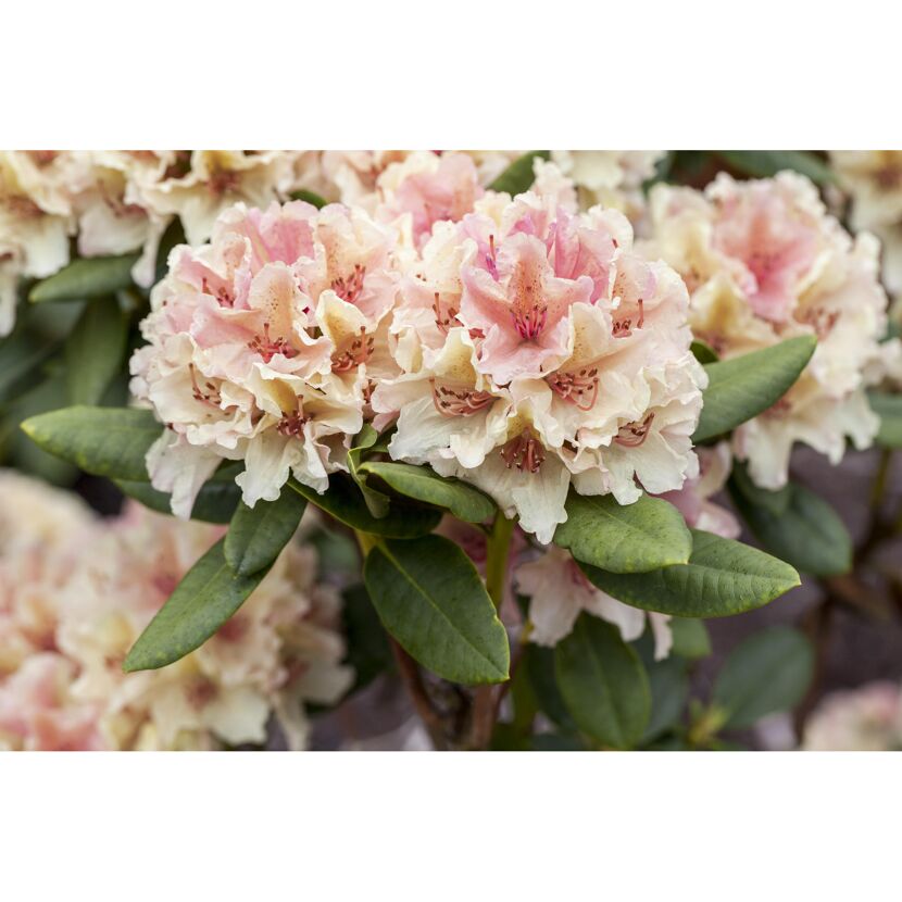 Rosa Rhododendronblüten mit grünen Blättern