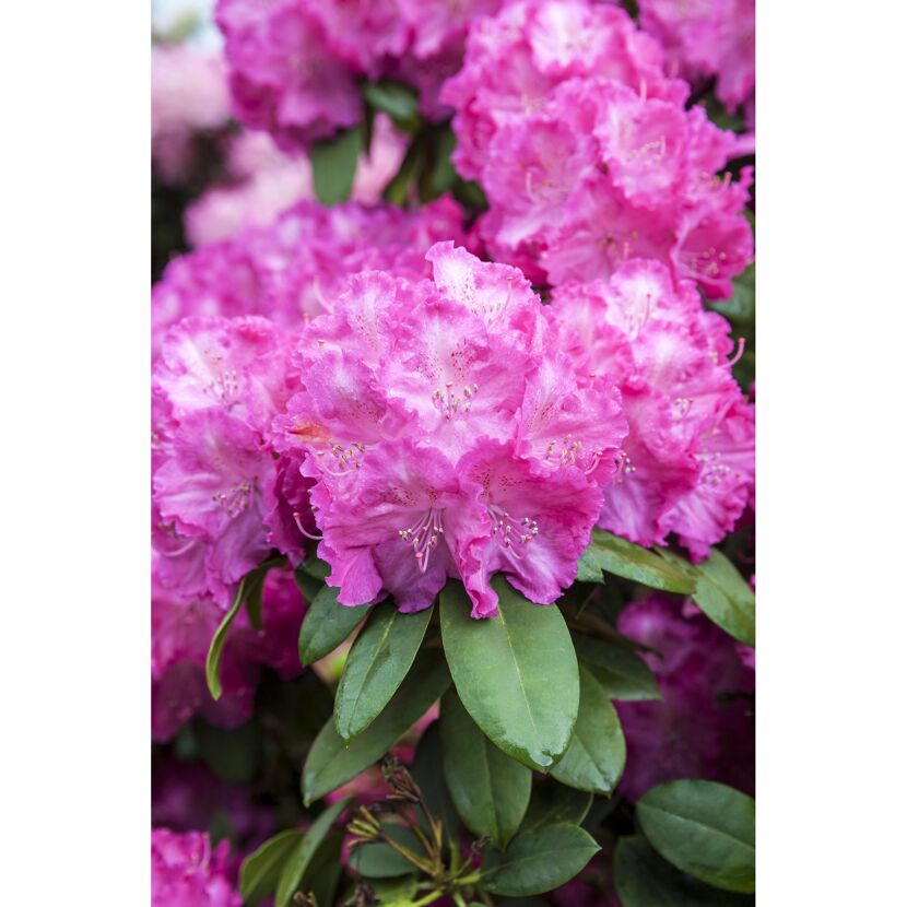 Nahaufnahme rosa Rhododendronblüten