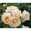Beetrosen 'Lions-Rose', 21 cm Topf dreigestäbt