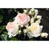 Beetrosen 'Stephanie Baronin zu Guttenberg Rose', 21 cm Topf dreigestäbt