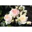 Verkleinertes Bild von Beetrosen 'Stephanie Baronin zu Guttenberg Rose', 21 cm Topf dreigestäbt