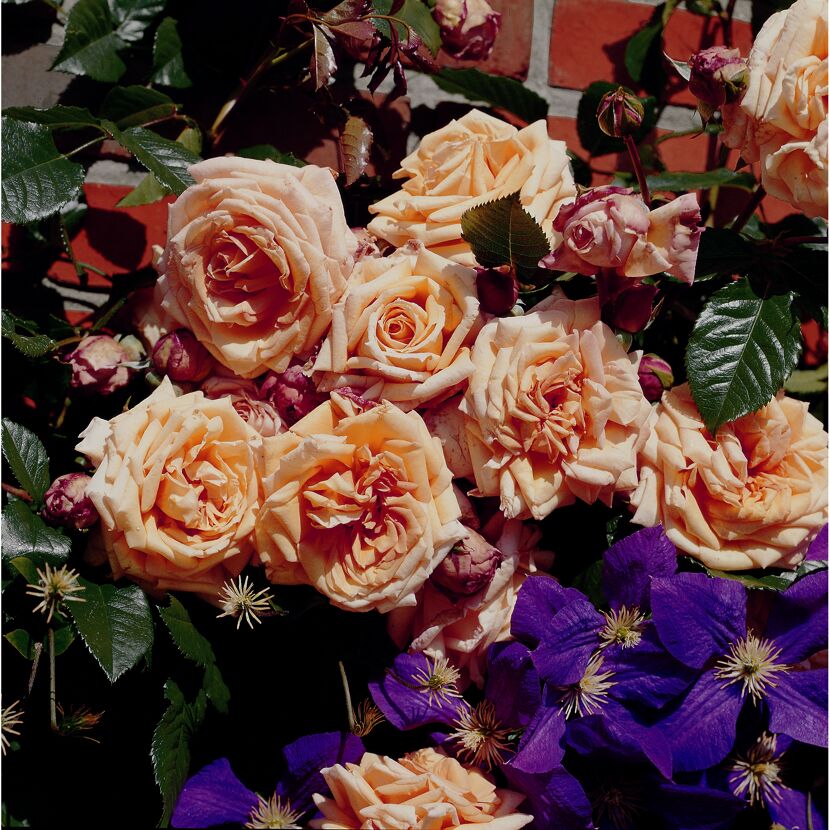 Kletterrosen 'Barock', 21 cm Topf dreigestäbt