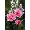 Kletterrosen 'Camelot', 21 cm Topf dreigestäbt