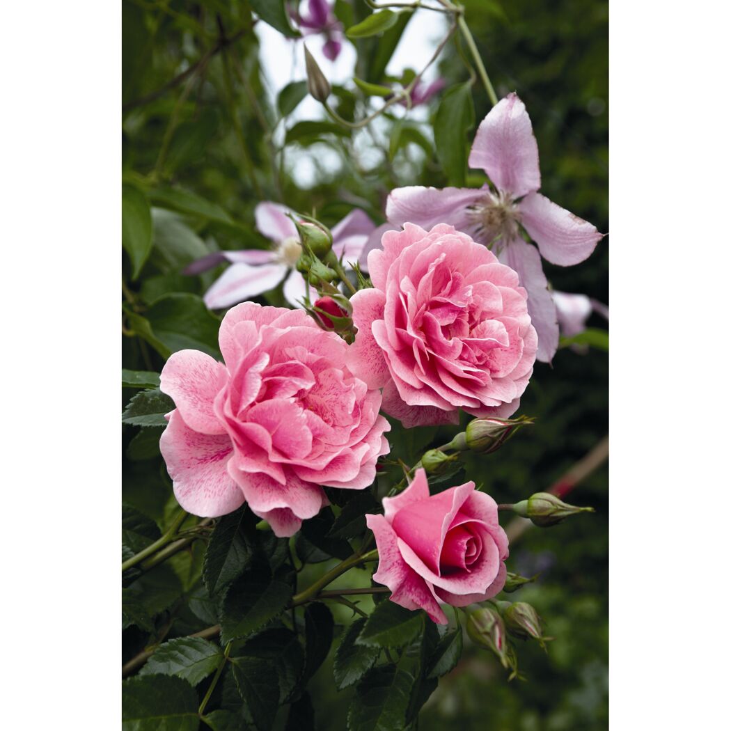 Kletterrosen 'Camelot', 21 cm Topf dreigestäbt