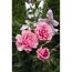 Kletterrosen 'Camelot', 21 cm Topf dreigestäbt