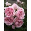 Kletterrose 'Cinderella®' 21 cm Topf