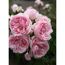 Kletterrose 'Cinderella®' 21 cm Topf