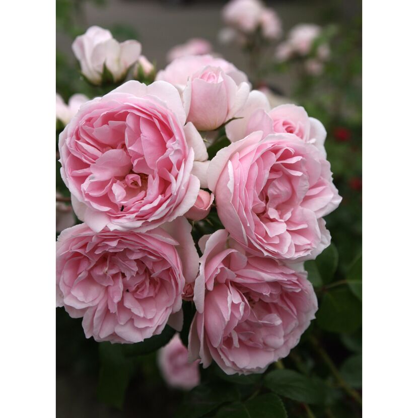 Kletterrose 'Cinderella®' 21 cm Topf