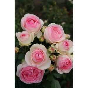 Kletterrose 'Eden Rose® 85' 21 cm Topf