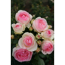 Verkleinertes Bild von Kletterrose 'Eden Rose® 85' 21 cm Topf