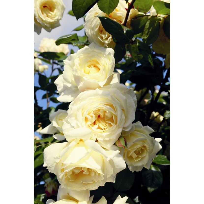 Kletterrosen 'Elfe', 21 cm Topf dreigestäbt