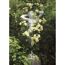 Kletterrosen 'Elfe', 21 cm Topf dreigestäbt