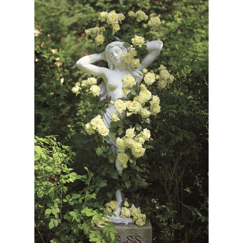Kletterrosen 'Elfe', 21 cm Topf dreigestäbt