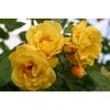 Kletterrosen 'Golden Gate', 21 cm Topf dreigestäbt