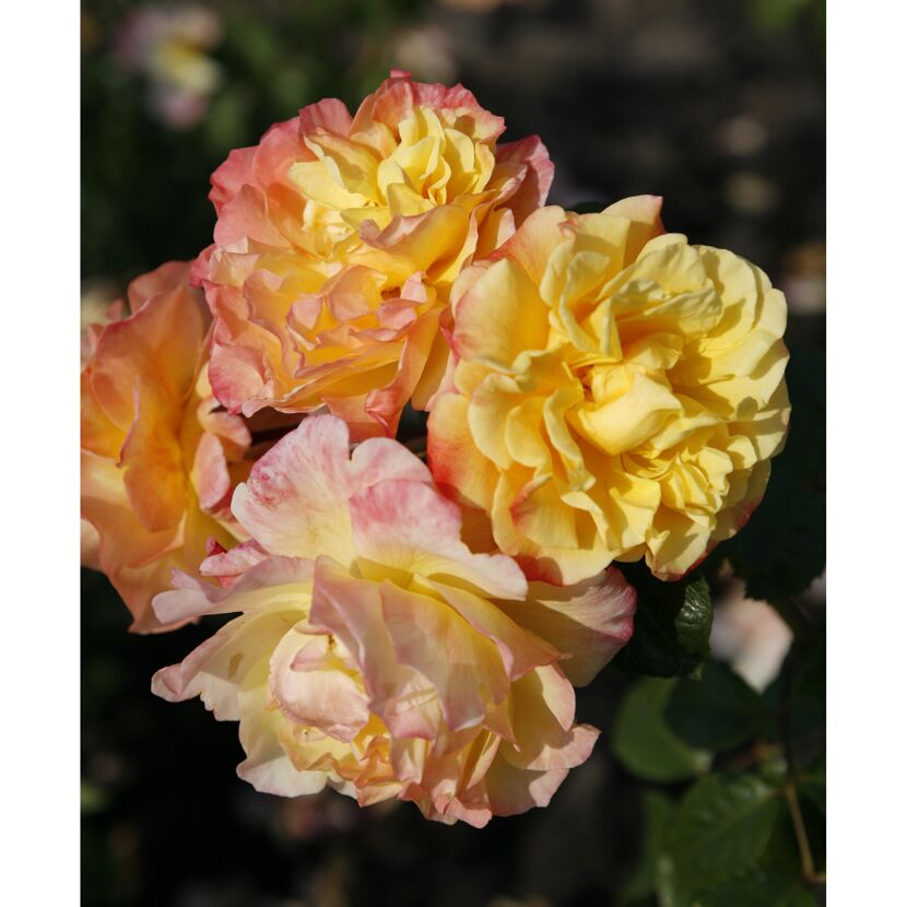 Kletterrosen 'Moonlight', 21 cm Topf dreigestäbt