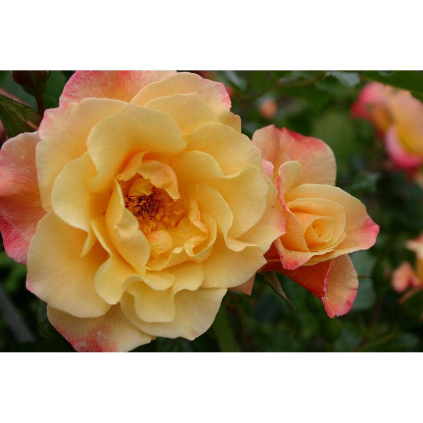 Kletterrosen 'Moonlight', 21 cm Topf dreigestäbt