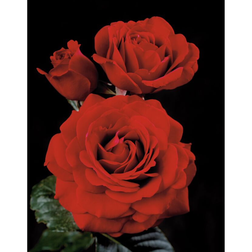 Kletterrosen 'Naheglut™ Courtyard Poulnorm', 21 cm Topf dreigestäbt