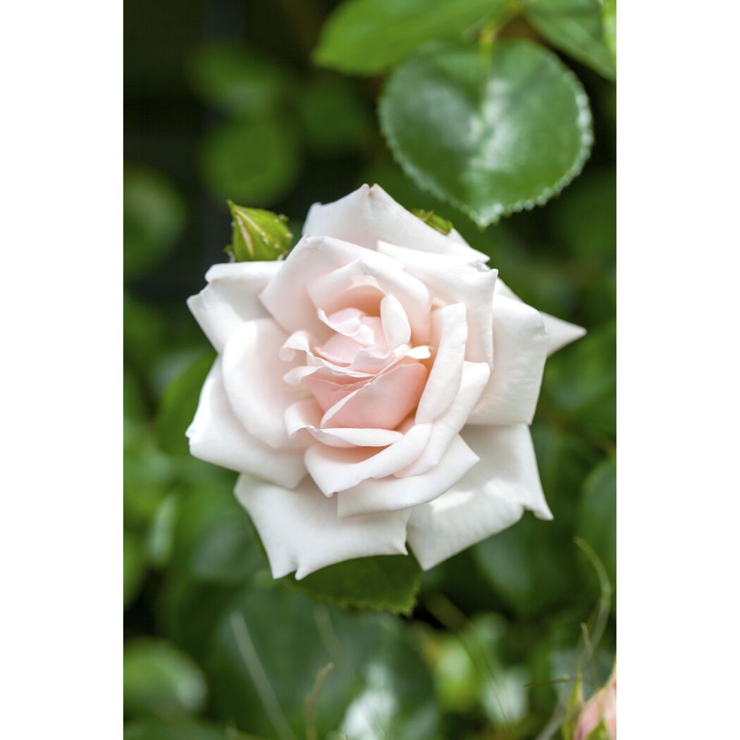 Kletterrose 'New Dawn' 21 cm Topf