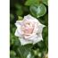 Kletterrose 'New Dawn' 21 cm Topf