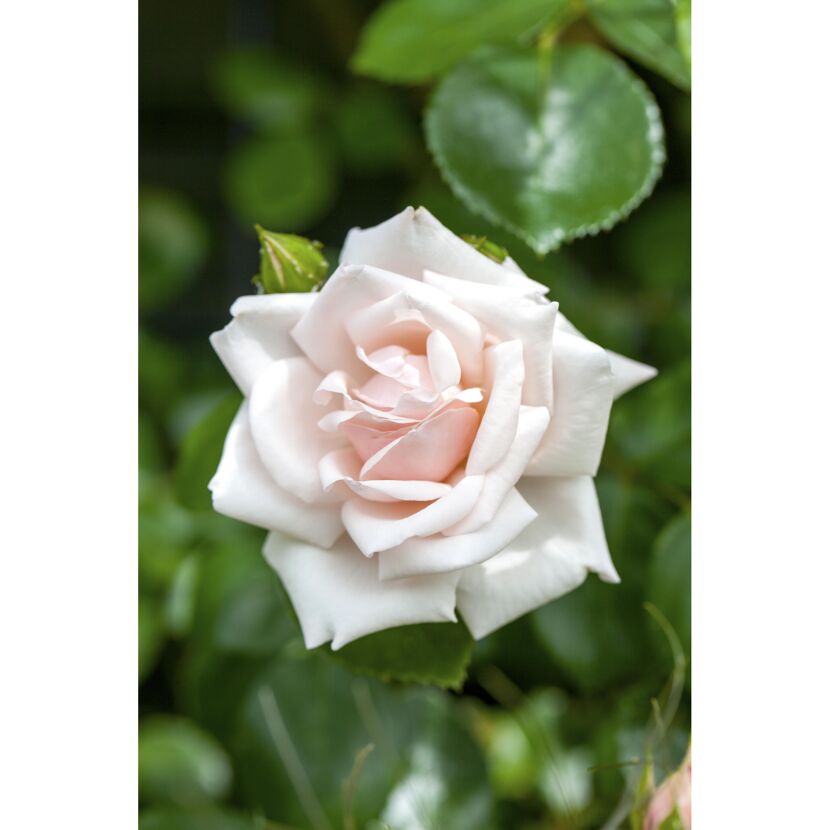 Kletterrose 'New Dawn' 21 cm Topf