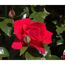 Kletterrosen 'Red Flame', 21 cm Topf dreigestäbt
