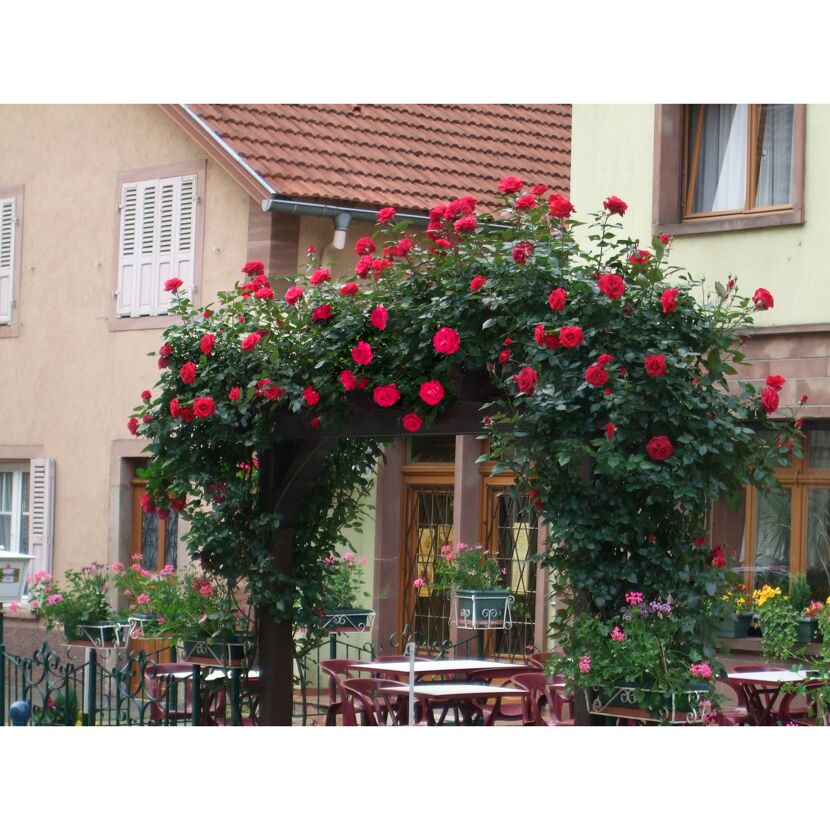 Kletterrosen 'Red Flame', 21 cm Topf dreigestäbt