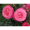 Kletterrosen 'Rosanna', 21 cm Topf dreigestäbt
