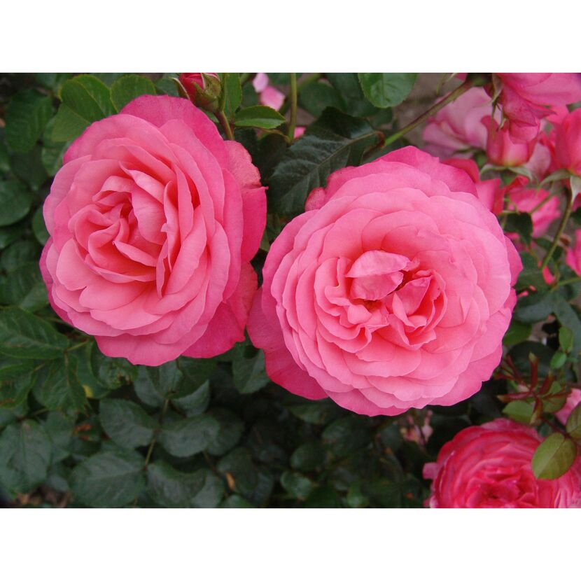 Kletterrosen 'Rosanna', 21 cm Topf dreigestäbt