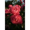 Kletterrosen 'Rosanna', 21 cm Topf dreigestäbt