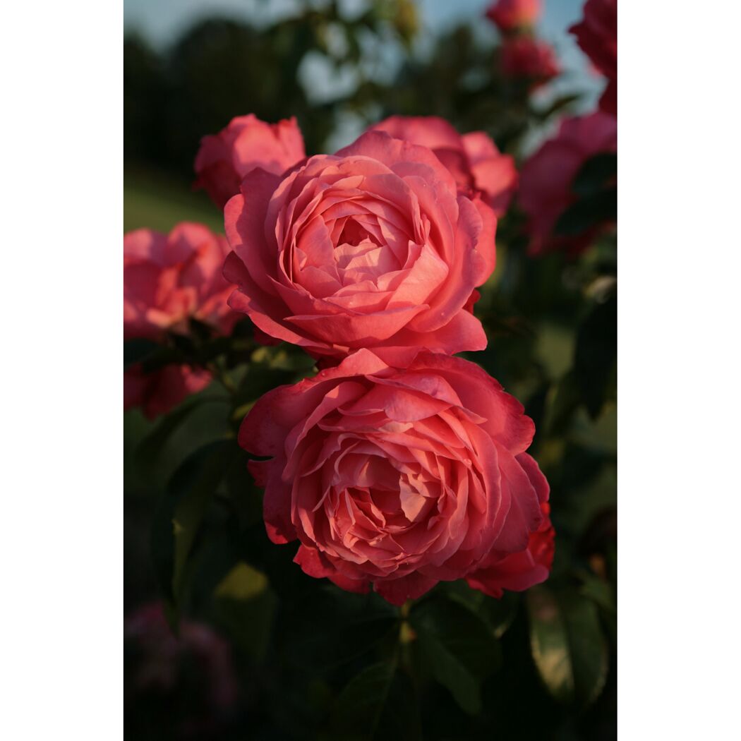 Kletterrosen 'Rosanna', 21 cm Topf dreigestäbt