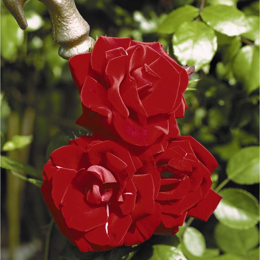 Kletterrosen 'Santana', 21 cm Topf dreigestäbt
