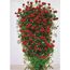 Kletterrosen 'Santana', 21 cm Topf dreigestäbt