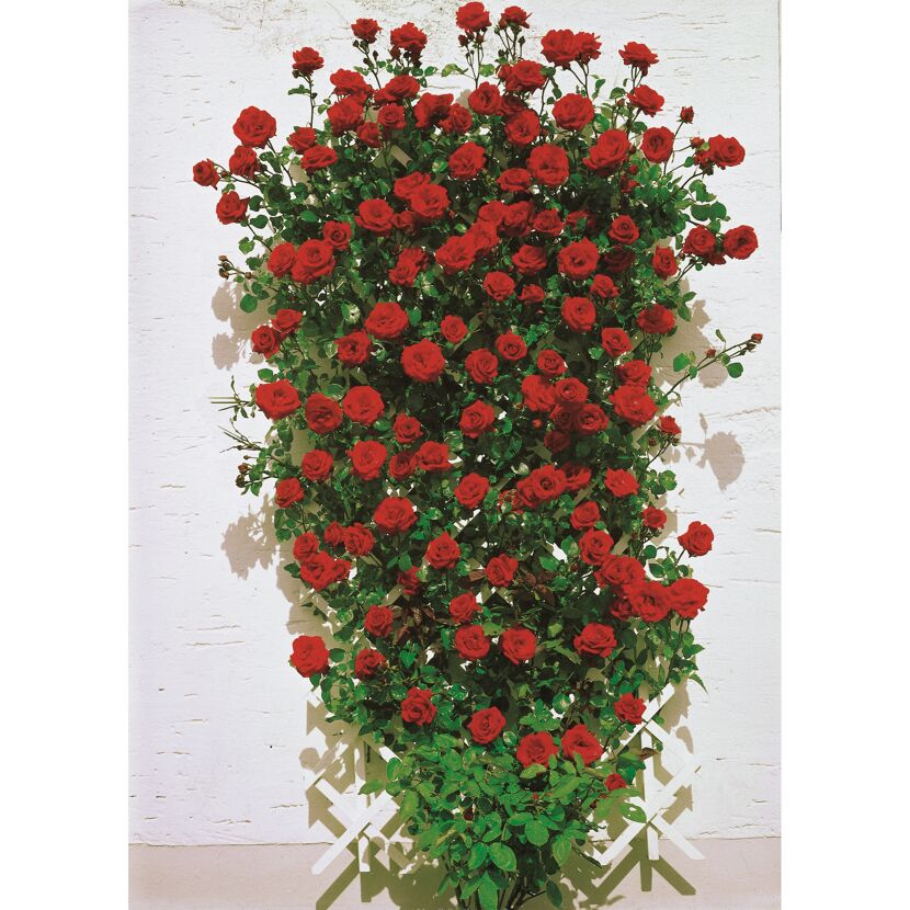 Kletterrosen 'Santana', 21 cm Topf dreigestäbt