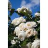 Kletterrosen 'Uetersener Klosterrose', 21 cm Topf dreigestäbt