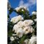 Kletterrosen 'Uetersener Klosterrose', 21 cm Topf dreigestäbt