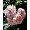 Strauchrosen 'Clair™ Renaissance Poulsyng', 21 cm Topf dreigestäbt