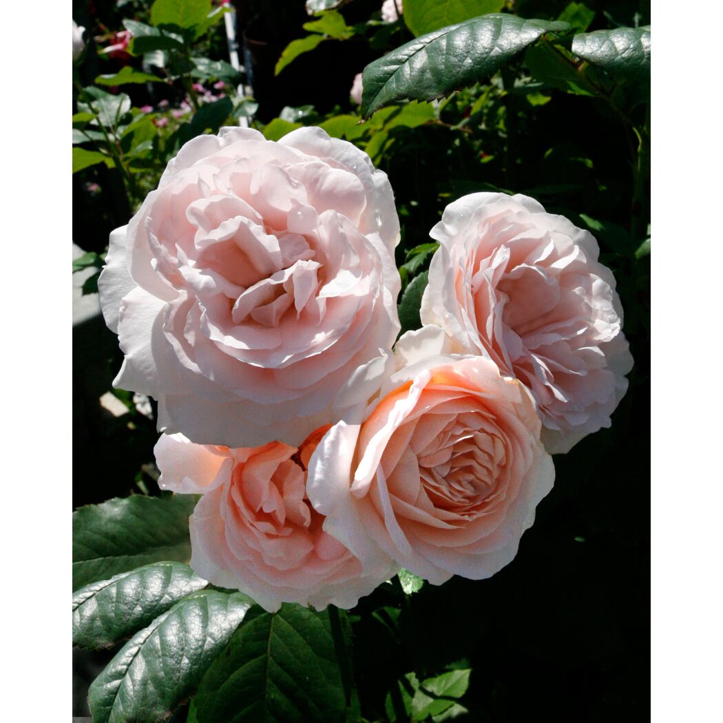 Strauchrosen 'Clair™ Renaissance Poulsyng', 21 cm Topf dreigestäbt