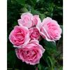 Strauchrosen 'Ghita™ Renaissance Poulren013', 21 cm Topf dreigestäbt
